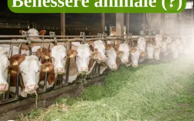 Il Benessere Animale in Italia: dalle Cinque Libertà alle nuove leggi. Progressi o passi indietro?