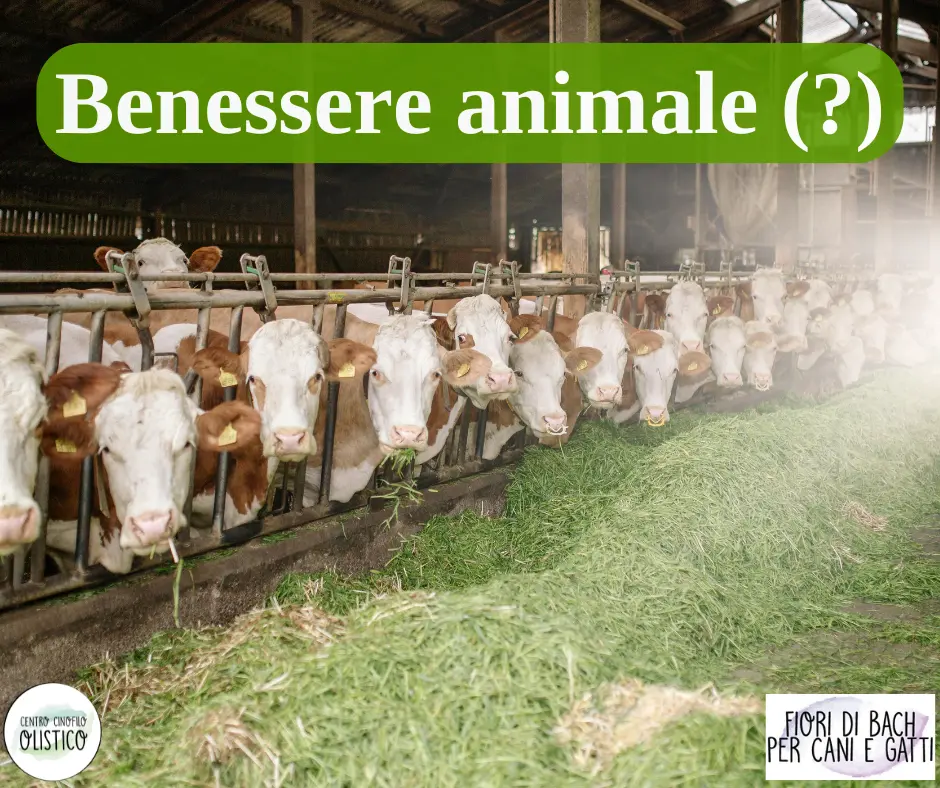 benessere animale benessere animale
